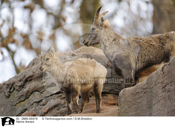 Alpensteinbcke / Alpine ibexes / DMS-06978