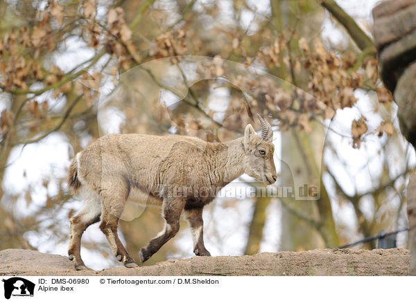 Alpensteinbock / Alpine ibex / DMS-06980