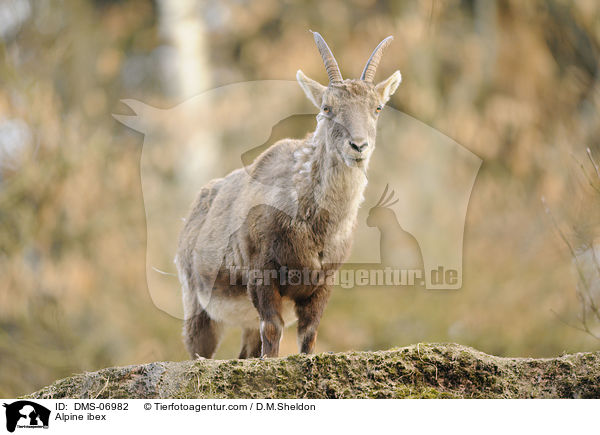 Alpine ibex / DMS-06982