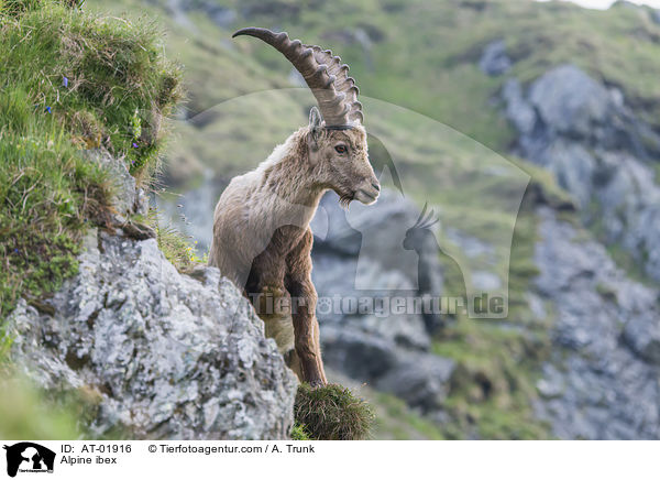 Alpine ibex / AT-01916