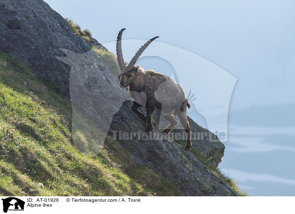 Alpine ibex / AT-01926