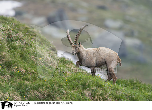 Alpine ibex / AT-01929