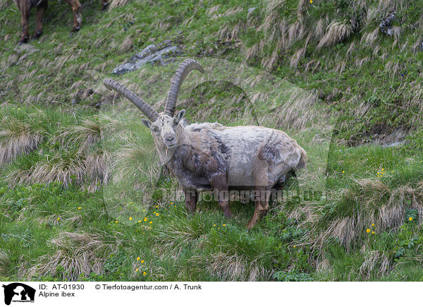 Alpine ibex / AT-01930