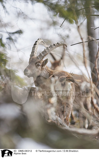 Alpensteinbock / Alpine ibex / DMS-08312