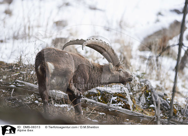 Alpensteinbock / Alpine ibex / DMS-08313