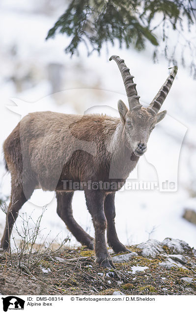 Alpine ibex / DMS-08314