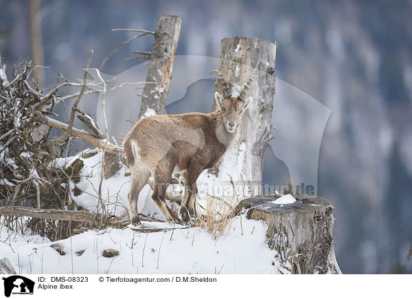 Alpine ibex / DMS-08323
