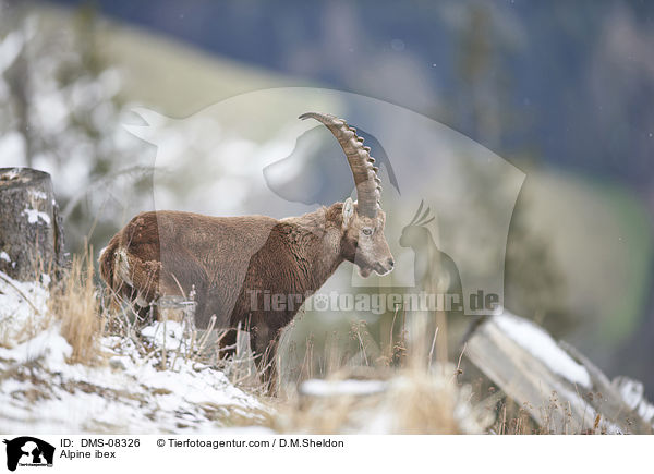 Alpine ibex / DMS-08326