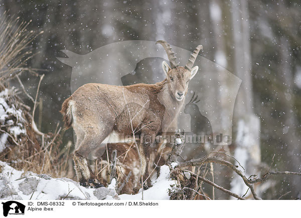 Alpensteinbock / Alpine ibex / DMS-08332