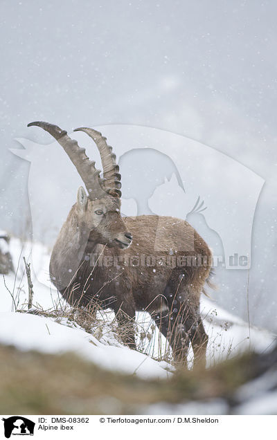 Alpensteinbock / Alpine ibex / DMS-08362