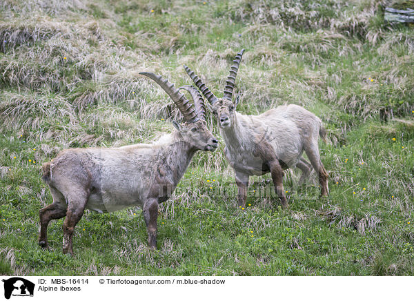 Alpine ibexes / MBS-16414