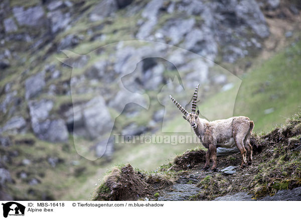 Alpensteinbock / Alpine ibex / MBS-16418