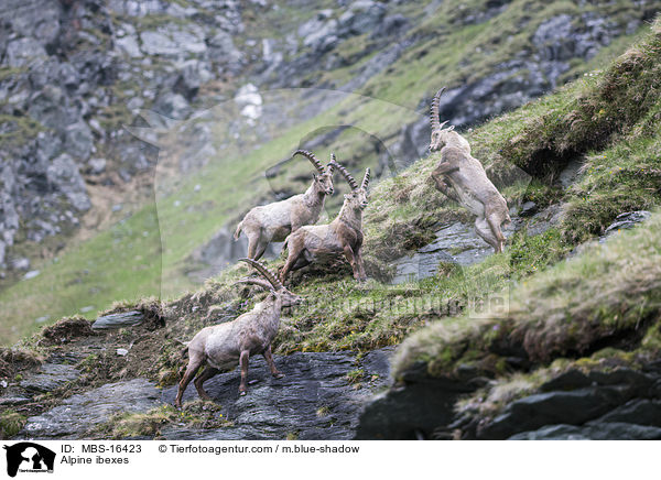 Alpensteinbcke / Alpine ibexes / MBS-16423