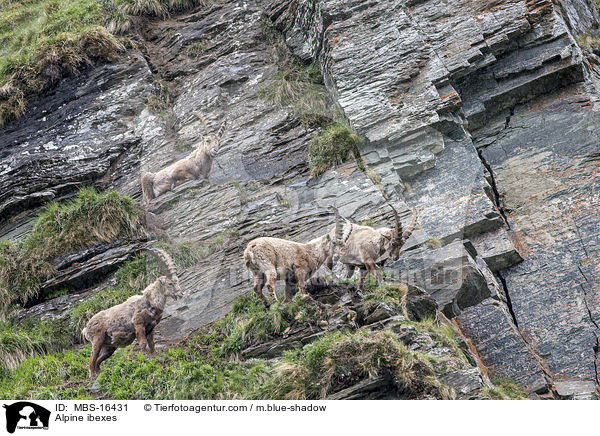 Alpensteinbcke / Alpine ibexes / MBS-16431