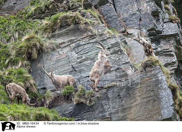 Alpensteinbcke / Alpine ibexes / MBS-16434