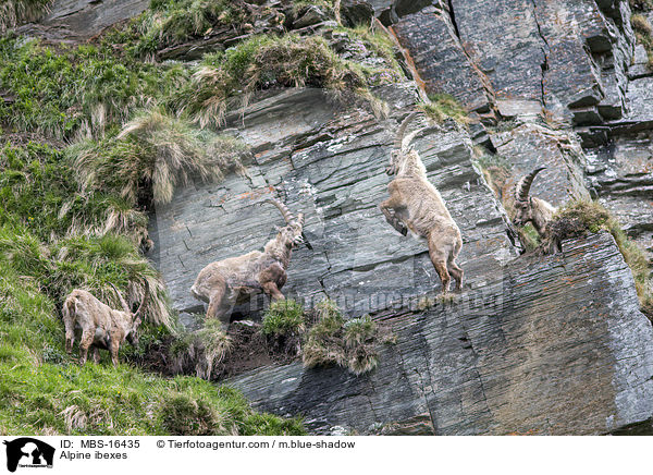 Alpensteinbcke / Alpine ibexes / MBS-16435
