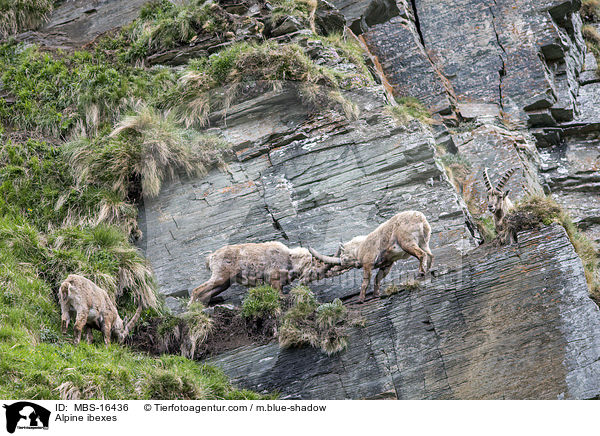 Alpensteinbcke / Alpine ibexes / MBS-16436
