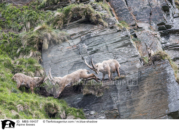 Alpine ibexes / MBS-16437