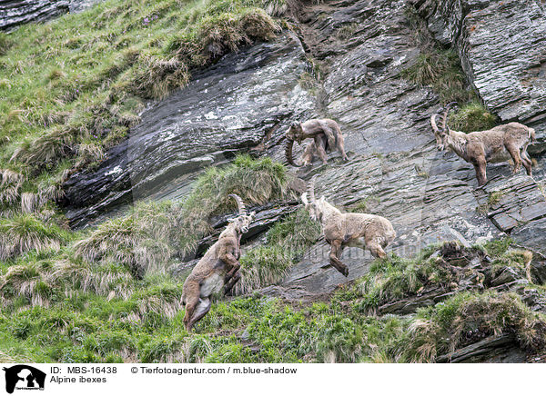Alpensteinbcke / Alpine ibexes / MBS-16438