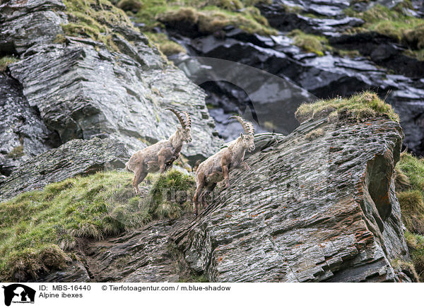 Alpine ibexes / MBS-16440