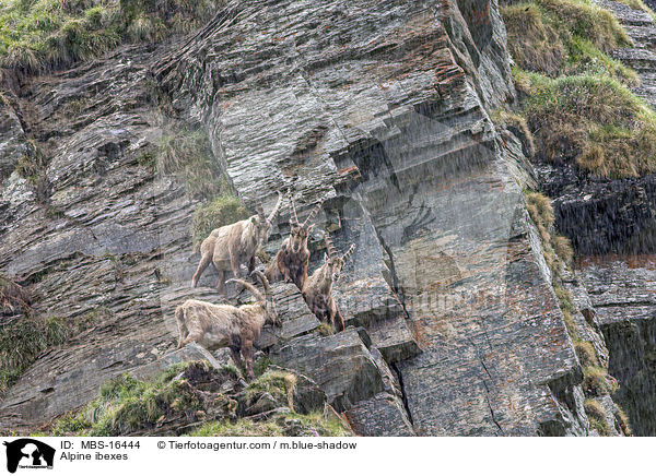 Alpine ibexes / MBS-16444