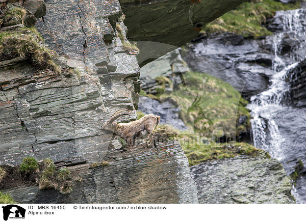 Alpensteinbock / Alpine ibex / MBS-16450
