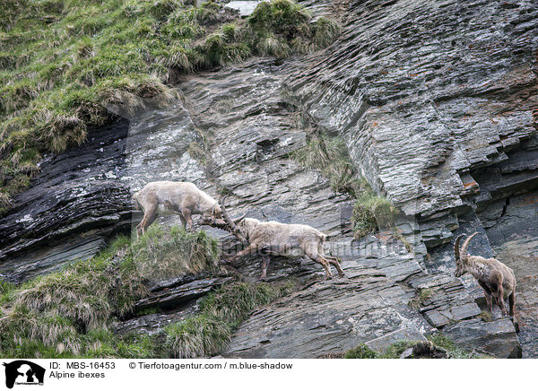 Alpensteinbcke / Alpine ibexes / MBS-16453