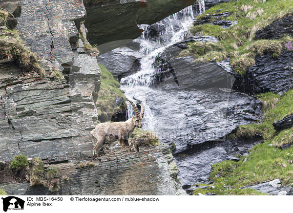 Alpensteinbock / Alpine ibex / MBS-16458