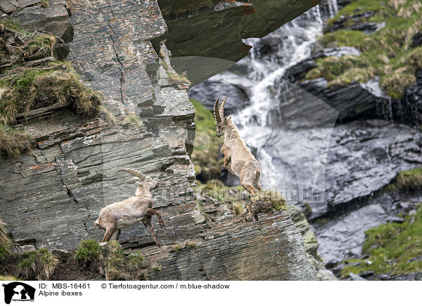 Alpensteinbcke / Alpine ibexes / MBS-16461