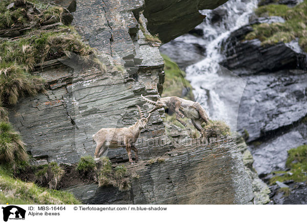 Alpensteinbcke / Alpine ibexes / MBS-16464
