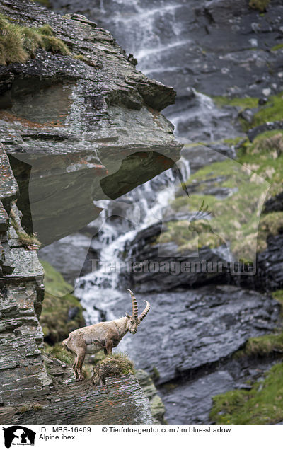 Alpine ibex / MBS-16469