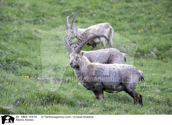 Alpine ibexes / MBS-16476