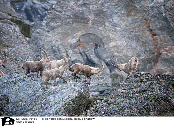 Alpensteinbcke / Alpine ibexes / MBS-16483