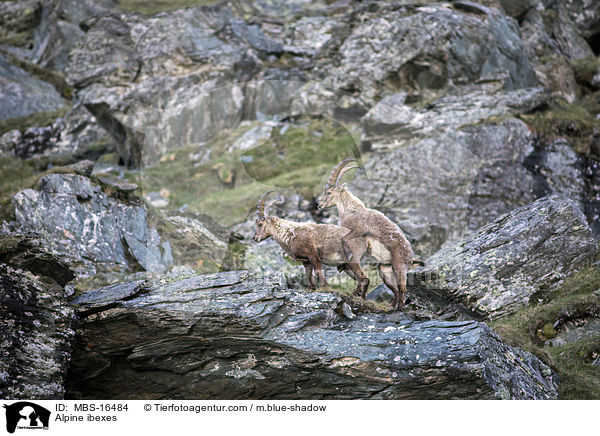 Alpensteinbcke / Alpine ibexes / MBS-16484