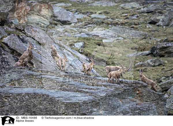 Alpensteinbcke / Alpine ibexes / MBS-16486