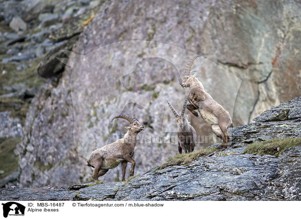 Alpensteinbcke / Alpine ibexes / MBS-16487