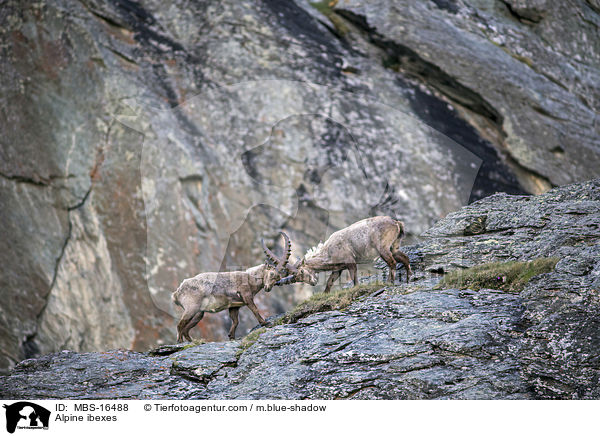 Alpensteinbcke / Alpine ibexes / MBS-16488