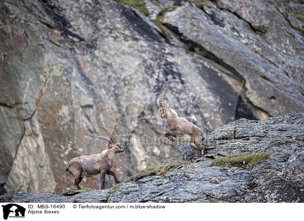 Alpensteinbcke / Alpine ibexes / MBS-16490