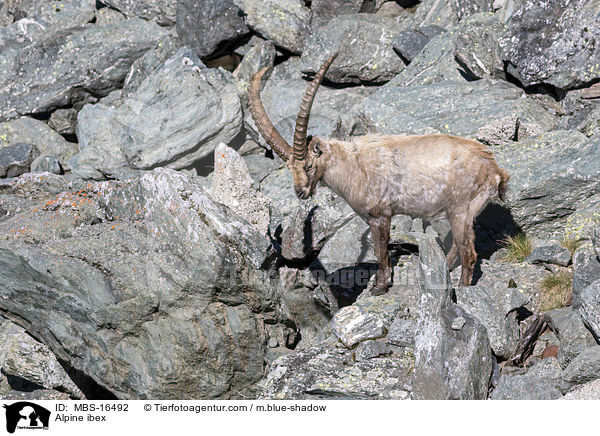 Alpine ibex / MBS-16492