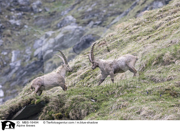 Alpine ibexes / MBS-16494