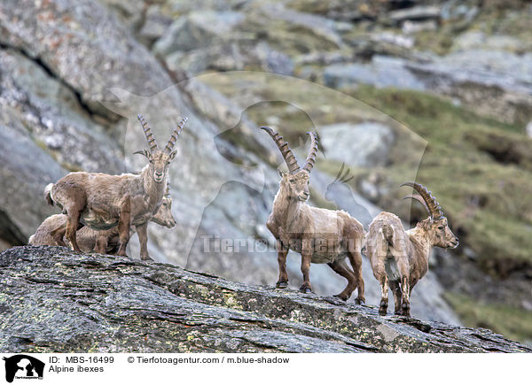 Alpine ibexes / MBS-16499