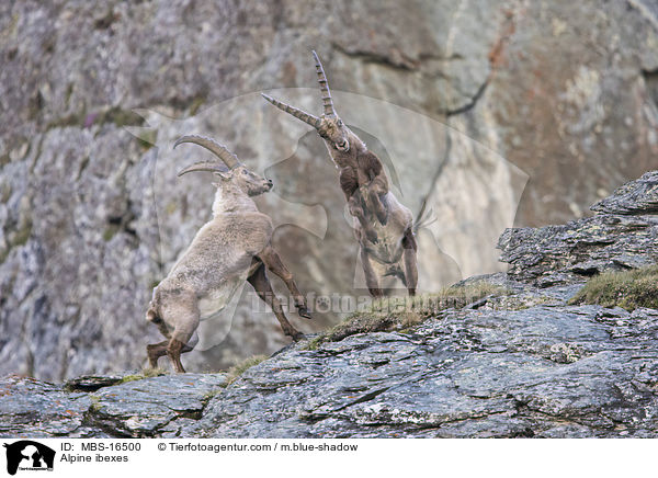 Alpine ibexes / MBS-16500