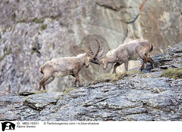 Alpine ibexes / MBS-16501