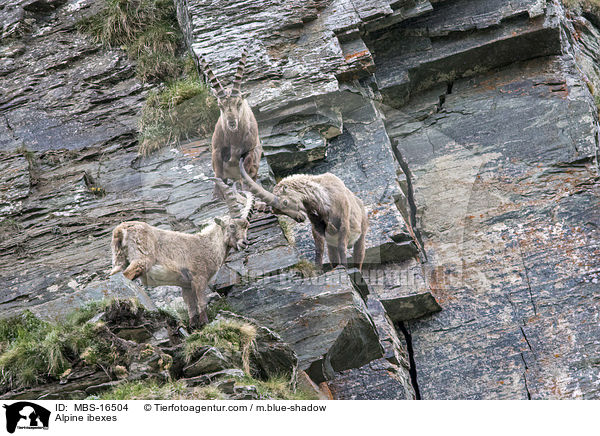 Alpensteinbcke / Alpine ibexes / MBS-16504