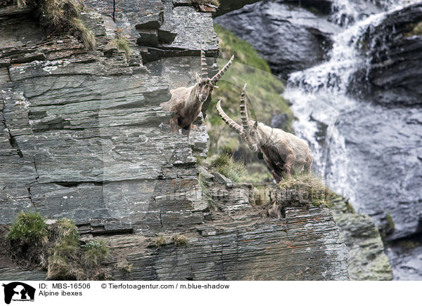 Alpensteinbcke / Alpine ibexes / MBS-16506