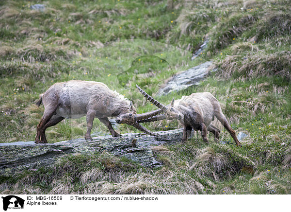 Alpine ibexes / MBS-16509