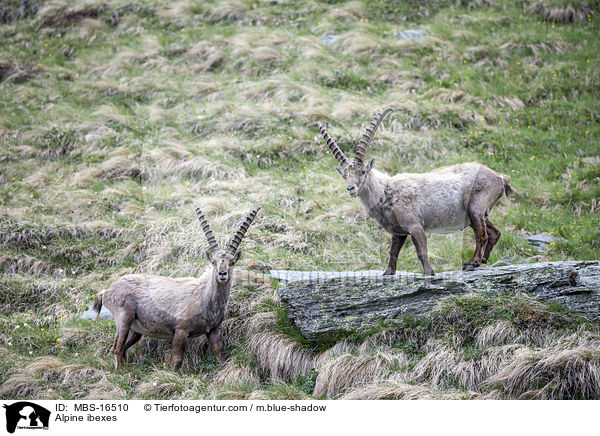 Alpine ibexes / MBS-16510
