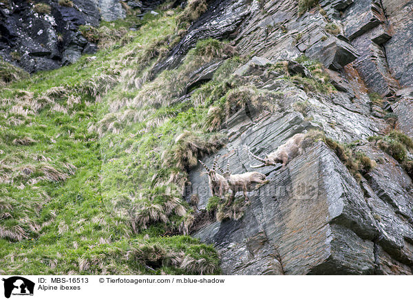 Alpine ibexes / MBS-16513