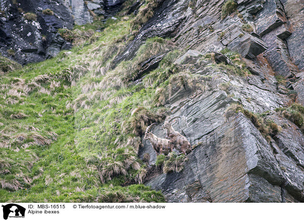 Alpensteinbcke / Alpine ibexes / MBS-16515