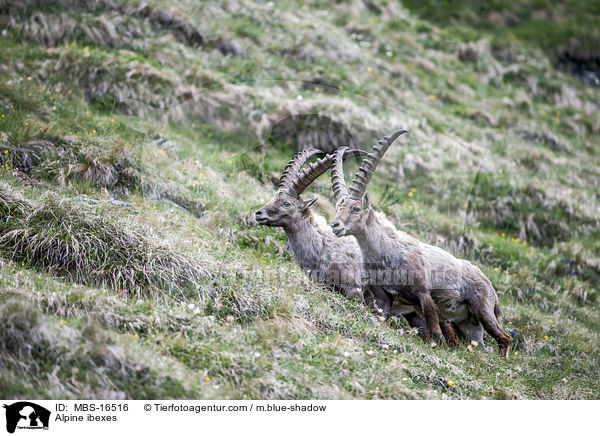 Alpensteinbcke / Alpine ibexes / MBS-16516